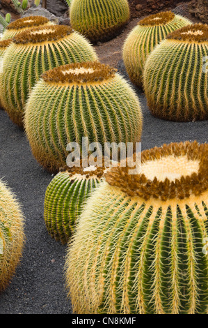 Lanzarote, Îles Canaries - le jardin de cactus à Guatiza. Bateau à quille. Banque D'Images