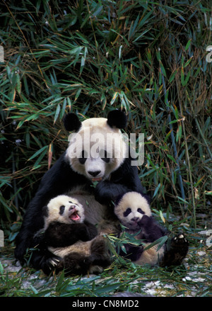 Mère panda géant avec deux oursons dans le bush, bambou, Wolong Sichuan, Chine Banque D'Images