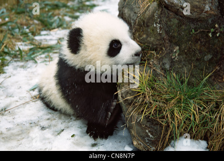 5 mois dans la cub panda bamboo bush sur sow, Wolong, Sichuan, Chine Banque D'Images