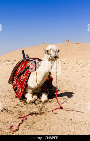 Camel en attente de riders à l'anciennes ruines romaines de Palmyre, Syrie Banque D'Images