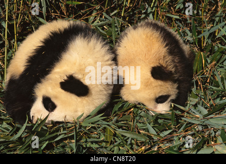 Panda deux oursons jouent dans le bush, bambou, Wolong Sichuan, Chine Banque D'Images