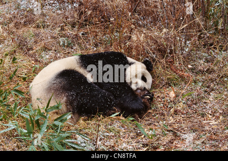 Grand panda cub dormir dans la forêt, Daliang, Sichuan, Chine Banque D'Images