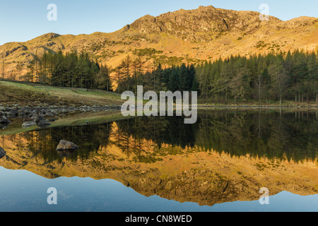 Une réflexion quasi parfaite en Tarn Blea, Little Langdale dans le Parc National de Lake District Banque D'Images