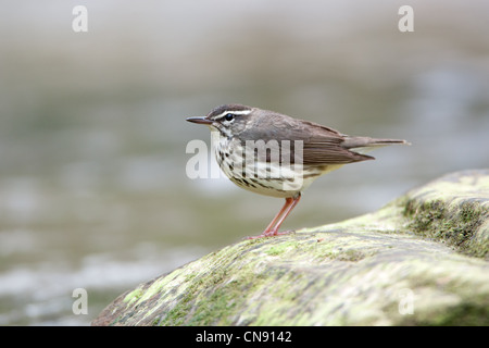 Louisiane Waterthrush perché dans le ruisseau oiseaux oiseaux chanteurs ornithologie Science nature Wildlife Environment Banque D'Images