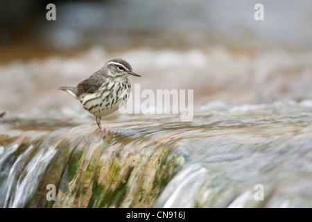 Louisiane Waterthrush perché dans le ruisseau oiseaux oiseaux chanteurs ornithologie Science nature Wildlife Environment Banque D'Images