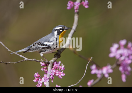 Paruline à gorge jaune perchée dans les fleurs de Redbud Warblers oiseaux oiseaux oiseaux chanteurs ornithologie Science nature Wildlife Environment Banque D'Images