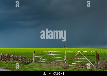 Pluie nuages orageux sur une terrasse bien allumé champ de blé dans la campagne anglaise Banque D'Images