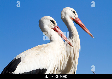 France, Alsace, Hunawihr, centre de réintroduction des cigognes, Cigogne Blanche (Ciconia ciconia), couple Banque D'Images