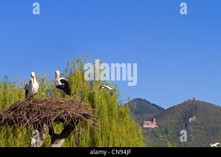 France, Alsace, Hunawihr, centre de réintroduction des cigognes, Cigogne Blanche (Ciconia ciconia) Banque D'Images