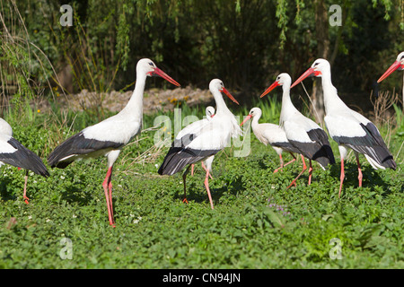 France, Alsace, Hunawihr, centre de réintroduction des cigognes, Cigogne Blanche (Ciconia ciconia) Banque D'Images