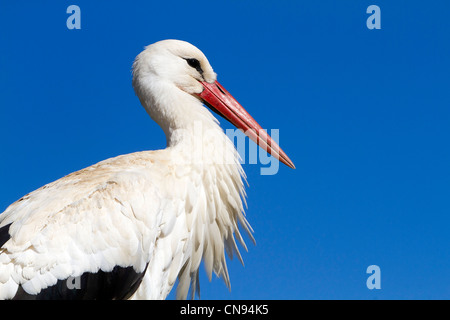 France, Alsace, Hunawihr, centre de réintroduction des cigognes, Cigogne Blanche (Ciconia ciconia), couple Banque D'Images