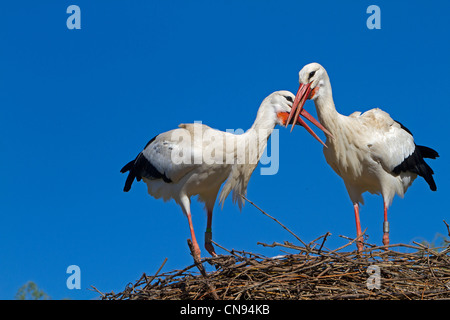 France, Alsace, Hunawihr, centre de réintroduction des cigognes, Cigogne Blanche (Ciconia ciconia), couple Banque D'Images