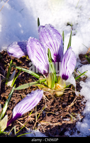 Crocus en fleurs de printemps avec de la neige Banque D'Images