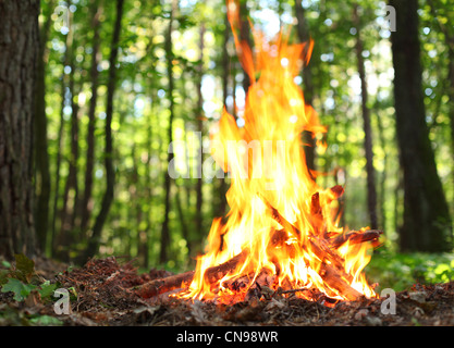 Feu dans la forêt. Banque D'Images