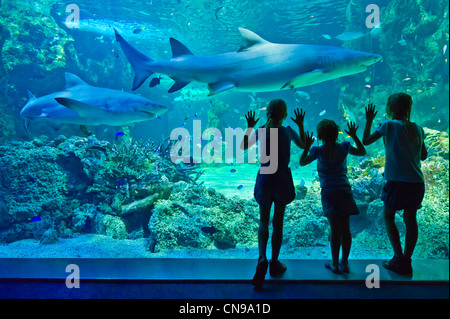 L'Australie, New South Wales, Sydney, l'Aquarium de Sydney, les visiteurs qui cherchent à les requins (Selachimorpha) Banque D'Images