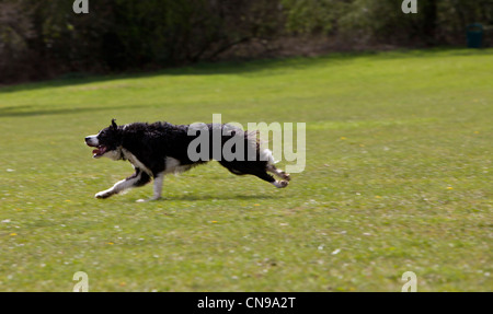 Portrait d'un border collie dog running on grass Banque D'Images