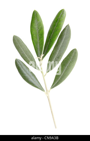 Rameau d’olive