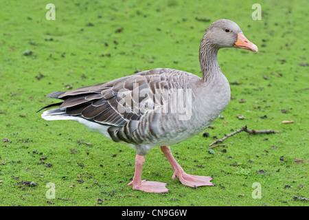 La marche de l'oie sauvage à travers la pelouse verte Banque D'Images