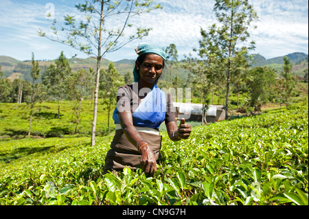 Femme tamoule cueillant du thé dans une plantation de thé Nuwara Eliya au Sri Lanka Banque D'Images