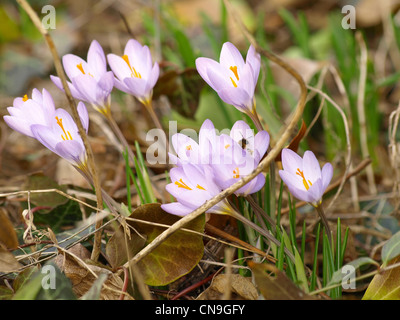 Crocus, crocus, Croci / Krokusse Banque D'Images