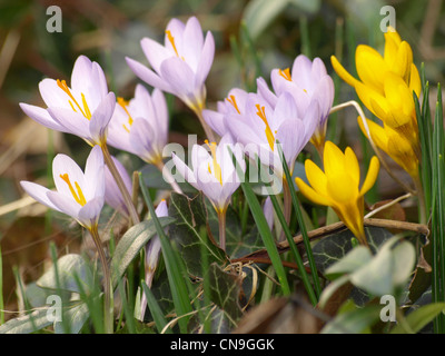 Crocus, crocus, Croci / Krokusse Banque D'Images