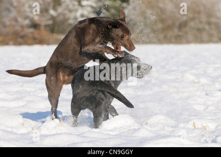 Deux chiens Labrador jouant en hiver Banque D'Images