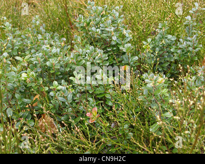 Airelle rouge, airelle rouge / Vaccinium vitis-idaea / Preiselbeeren Banque D'Images