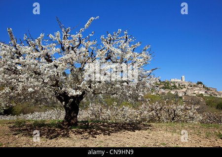 La France, Vaucluse, Le Parc Naturel Régional du Luberon (Parc Naturel Régional du Luberon), Lacoste, fleurs de cerisier, dans le Banque D'Images