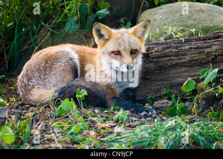 Le renard - Vulpes vulpes, UK, assis, Close up Banque D'Images