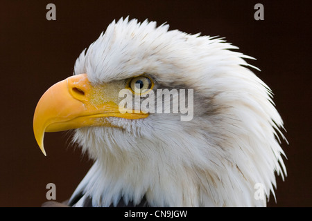 Pygargue à tête blanche - Haliaeetus leucocephalus Banque D'Images