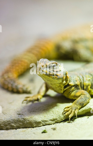 Sahara occidental - Uromastyx geyri Lézard Dabb Banque D'Images