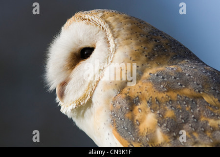 Effraie des clochers ou Screech Owl - Tyto alba Banque D'Images