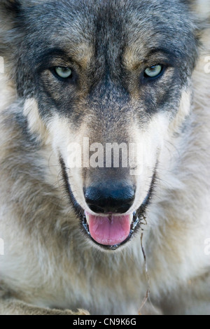 Visage d'un Loup gris - Canis lupus, à l'état sauvage, Close up Banque D'Images