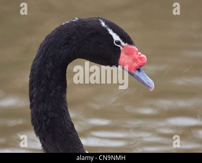 À col noir (cygnus melancoryphus) Swan Banque D'Images