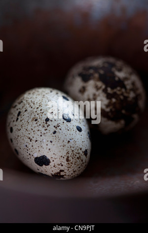Close up d'oeufs de cailles Banque D'Images