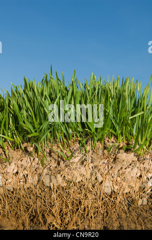 Close up of green racines des plantes dans le sol Banque D'Images