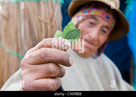 Le Pérou, Cuzco province, Huasao, classé village touristique mystique, shaman (curandero) présentant des feuilles de coca Banque D'Images