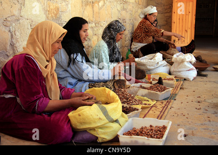 Les femmes berbères l'huile d'Argan extrait de noix d'Argan Argan Assous kernals, co-operative/usine, près de Essaouira, Maroc du Sud Ouest Banque D'Images