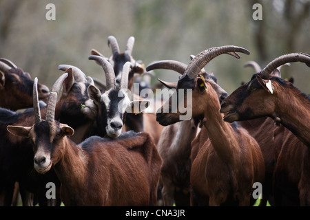 France, Lot, Theminettes, Troupeau de pâturage des chèvres à la ferme, chez Agnès et David, fromage de chèvre AOC Rocamadour, l'agriculture biologique Banque D'Images