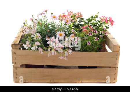 Close up de la pendaison de géraniums, marguerites et marigold dans une caisse Banque D'Images