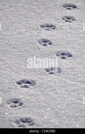 Chien Animal tracks imprime dans la neige Banque D'Images