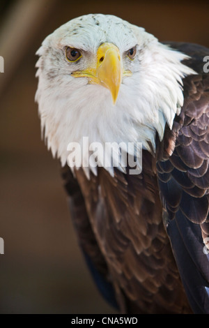 France, Lot, Rocamadour, l'Ecoparc le Rocher des Aigles, Parc des Oiseaux, oiseaux de proie, le Pygargue à tête blanche (Haliaeetus leucocephalus), également connu sous Banque D'Images