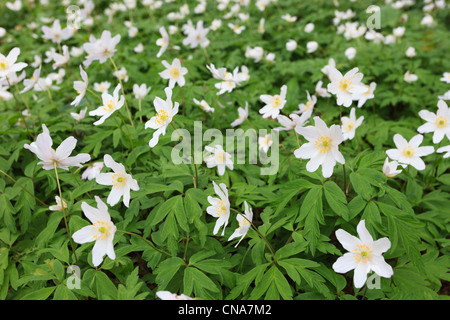 UK. Close-up of Wood Anemone nemorosa anémone avec des fleurs blanches au printemps floraison Banque D'Images