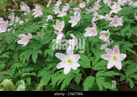 Gros plan du bois Anemones Anemone nemorosa fleurs sauvages indigènes avec fleurs roses fleuries au printemps ou au début de l'été. Pays de Galles Grande-Bretagne Banque D'Images