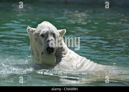 L'ours polaire en jouant avec une balle dans l'eau au zoo du Bronx Banque D'Images