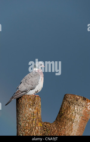 Columba palumbus. Pigeon ramier assis sur souche d'arbre dans la lumière du soleil à l'obscurité de nuages de pluie Banque D'Images