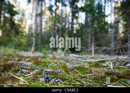 Joli paysage de forêt de pins - cônes couché dans le mossi (shallow DOF ; mise au point nette sur le cône ; très haute résolution native) Banque D'Images