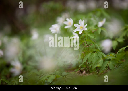 Fleurs sauvages des bois anglais Anémone des bois in situ Banque D'Images