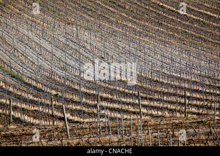 Vignoble près de Marsala, Sicile, Italie Banque D'Images