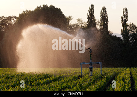 France, Puy de Dome, plaine de Limagne près de Billom, l'irrigation d'un champ de maïs par pompe à eau Banque D'Images